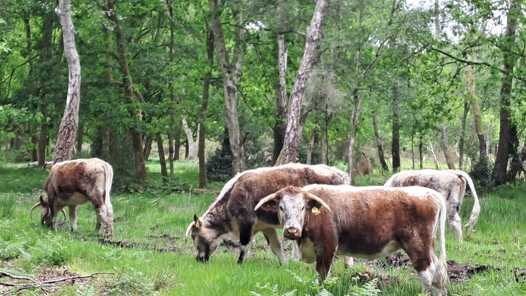 Image showing green Commonland with trees behind and 3 cattle grazing